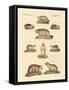 Marmots and Moles-null-Framed Stretched Canvas