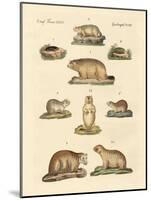 Marmots and Moles-null-Mounted Giclee Print