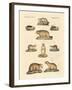Marmots and Moles-null-Framed Giclee Print