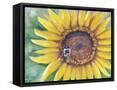Framed Canvas