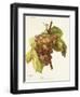Marocain Gris Grape-A. Kreyder-Framed Giclee Print