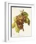 Marocain Gris Grape-A. Kreyder-Framed Giclee Print