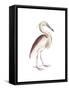 Marone Backed Heron-Maria Mendez-Framed Stretched Canvas