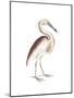 Marone Backed Heron-Maria Mendez-Mounted Art Print