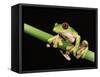 Maroon Eyed Leaf Frog, Esmeraldas, Ecuador-Pete Oxford-Framed Stretched Canvas