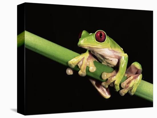 Maroon Eyed Leaf Frog, Esmeraldas, Ecuador-Pete Oxford-Stretched Canvas