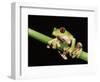 Maroon Eyed Leaf Frog, Esmeraldas, Ecuador-Pete Oxford-Framed Premium Photographic Print