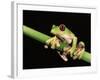 Maroon Eyed Leaf Frog, Esmeraldas, Ecuador-Pete Oxford-Framed Photographic Print