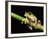 Maroon Eyed Leaf Frog, Esmeraldas, Ecuador-Pete Oxford-Framed Photographic Print