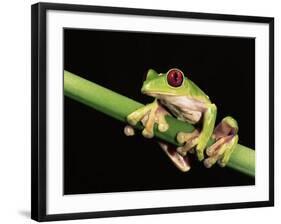 Maroon Eyed Leaf Frog, Esmeraldas, Ecuador-Pete Oxford-Framed Photographic Print