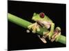 Maroon Eyed Leaf Frog, Esmeraldas, Ecuador-Pete Oxford-Mounted Photographic Print