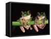Maroon Eyed Leaf Frogs, Esmeraldas, Ecuador-Pete Oxford-Framed Stretched Canvas