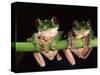 Maroon Eyed Leaf Frogs, Esmeraldas, Ecuador-Pete Oxford-Stretched Canvas