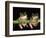 Maroon Eyed Leaf Frogs, Esmeraldas, Ecuador-Pete Oxford-Framed Premium Photographic Print