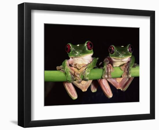 Maroon Eyed Leaf Frogs, Esmeraldas, Ecuador-Pete Oxford-Framed Premium Photographic Print