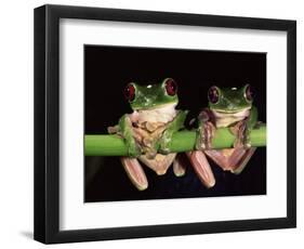 Maroon Eyed Leaf Frogs, Esmeraldas, Ecuador-Pete Oxford-Framed Premium Photographic Print