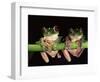 Maroon Eyed Leaf Frogs, Esmeraldas, Ecuador-Pete Oxford-Framed Premium Photographic Print
