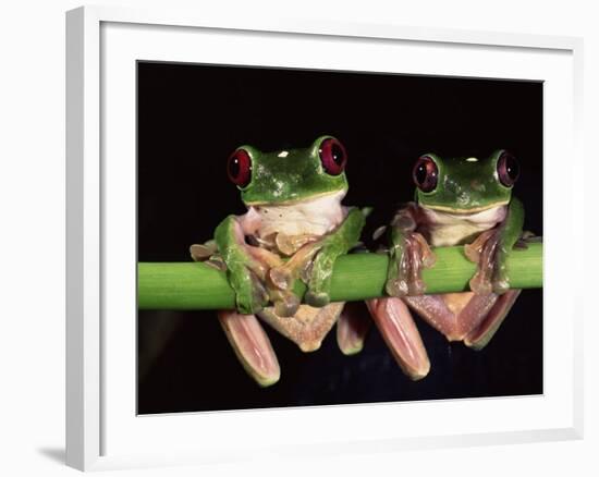 Maroon Eyed Leaf Frogs, Esmeraldas, Ecuador-Pete Oxford-Framed Photographic Print