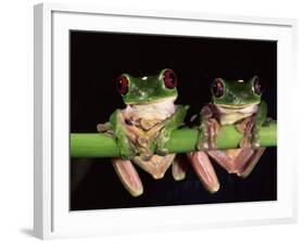 Maroon Eyed Leaf Frogs, Esmeraldas, Ecuador-Pete Oxford-Framed Photographic Print