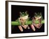 Maroon Eyed Leaf Frogs, Esmeraldas, Ecuador-Pete Oxford-Framed Photographic Print