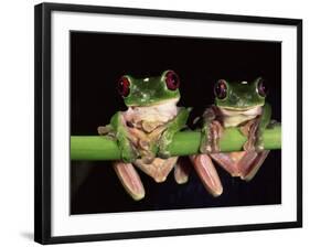 Maroon Eyed Leaf Frogs, Esmeraldas, Ecuador-Pete Oxford-Framed Photographic Print