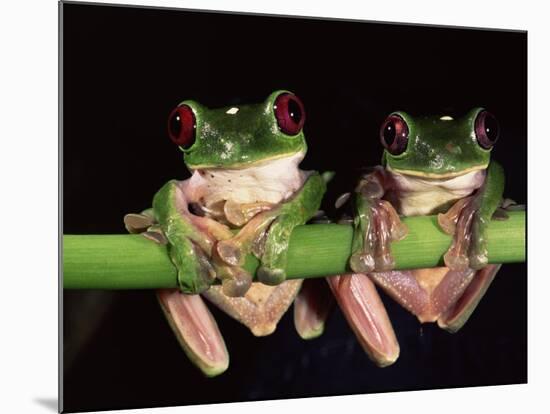 Maroon Eyed Leaf Frogs, Esmeraldas, Ecuador-Pete Oxford-Mounted Photographic Print