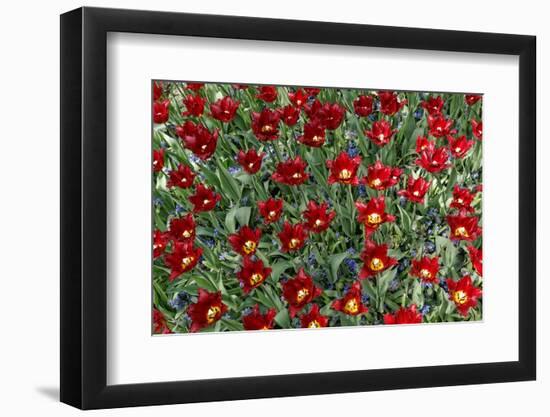 Maroon Tulips with Jagged Petals in the Garden Together with Blue Hyacinths.-protechpr-Framed Photographic Print