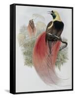 Marquis de Raggi's Bird of Paradise-John Gould-Framed Stretched Canvas
