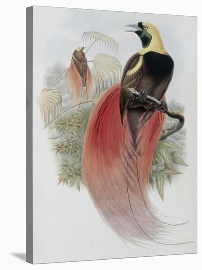 Marquis de Raggi's Bird of Paradise-John Gould-Stretched Canvas