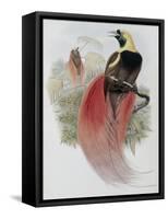 Marquis de Raggi's Bird of Paradise-John Gould-Framed Stretched Canvas