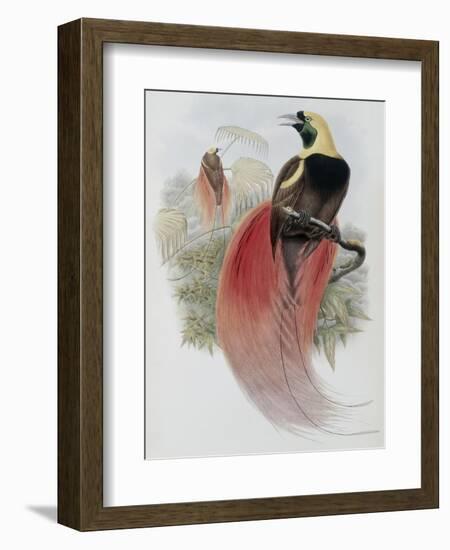 Marquis de Raggi's Bird of Paradise-John Gould-Framed Giclee Print