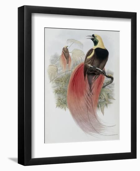 Marquis de Raggi's Bird of Paradise-John Gould-Framed Giclee Print