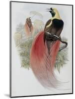 Marquis de Raggi's Bird of Paradise-John Gould-Mounted Giclee Print