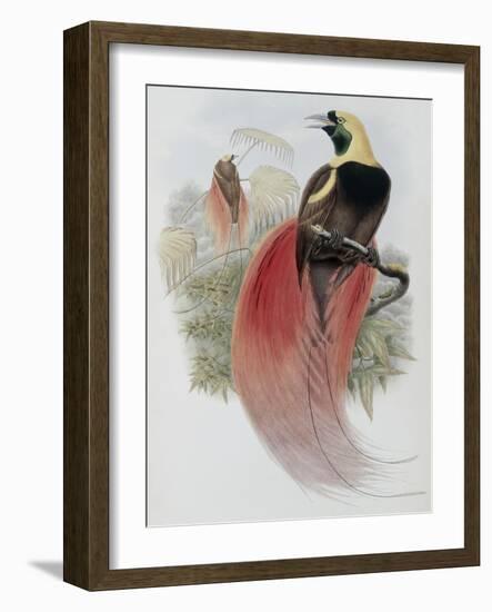 Marquis de Raggi's Bird of Paradise-John Gould-Framed Giclee Print