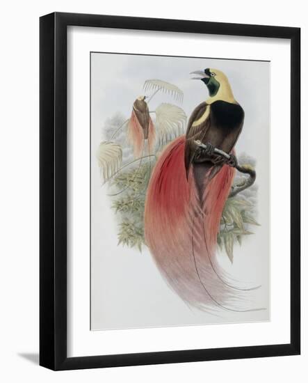 Marquis de Raggi's Bird of Paradise-John Gould-Framed Giclee Print