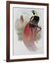 Marquis de Raggi's Bird of Paradise-John Gould-Framed Giclee Print