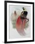 Marquis de Raggi's Bird of Paradise-John Gould-Framed Giclee Print