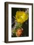 Marrakech, Morocco. Flowering yellow and orange cactus-Jolly Sienda-Framed Photographic Print