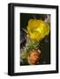 Marrakech, Morocco. Flowering yellow and orange cactus-Jolly Sienda-Framed Photographic Print