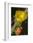 Marrakech, Morocco. Flowering yellow and orange cactus-Jolly Sienda-Framed Photographic Print