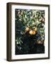 Marrakesh Oranges-Raisa Zwart-Framed Giclee Print