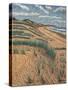 Marram Grass, 1988 (Oil on Linen)-Anthony Amies-Stretched Canvas