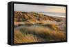 Marram Grass on the Sand Dunes of Braunton Burrows, Looking Towards Saunton Sands, Devon-Adam Burton-Framed Stretched Canvas