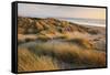 Marram Grass on the Sand Dunes of Braunton Burrows, Looking Towards Saunton Sands, Devon-Adam Burton-Framed Stretched Canvas