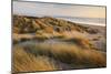 Marram Grass on the Sand Dunes of Braunton Burrows, Looking Towards Saunton Sands, Devon-Adam Burton-Mounted Photographic Print