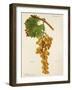 Marravi Grape-J. Troncy-Framed Giclee Print