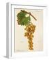 Marravi Grape-J. Troncy-Framed Giclee Print