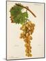 Marravi Grape-J. Troncy-Mounted Giclee Print