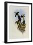 Mars, Heliangelus Mavors-John Gould-Framed Giclee Print