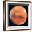 Mars, the Schiaparelli Hemisphere-Digital Vision.-Framed Photographic Print